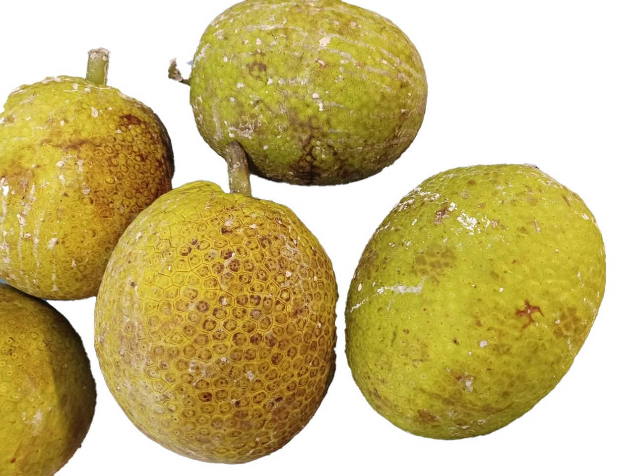 Green Breadfruit for roasting