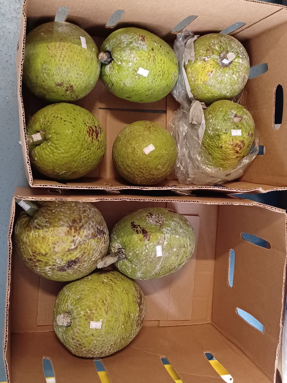 Green Breadfruit