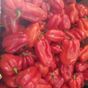 Red scotch bonnet pepper