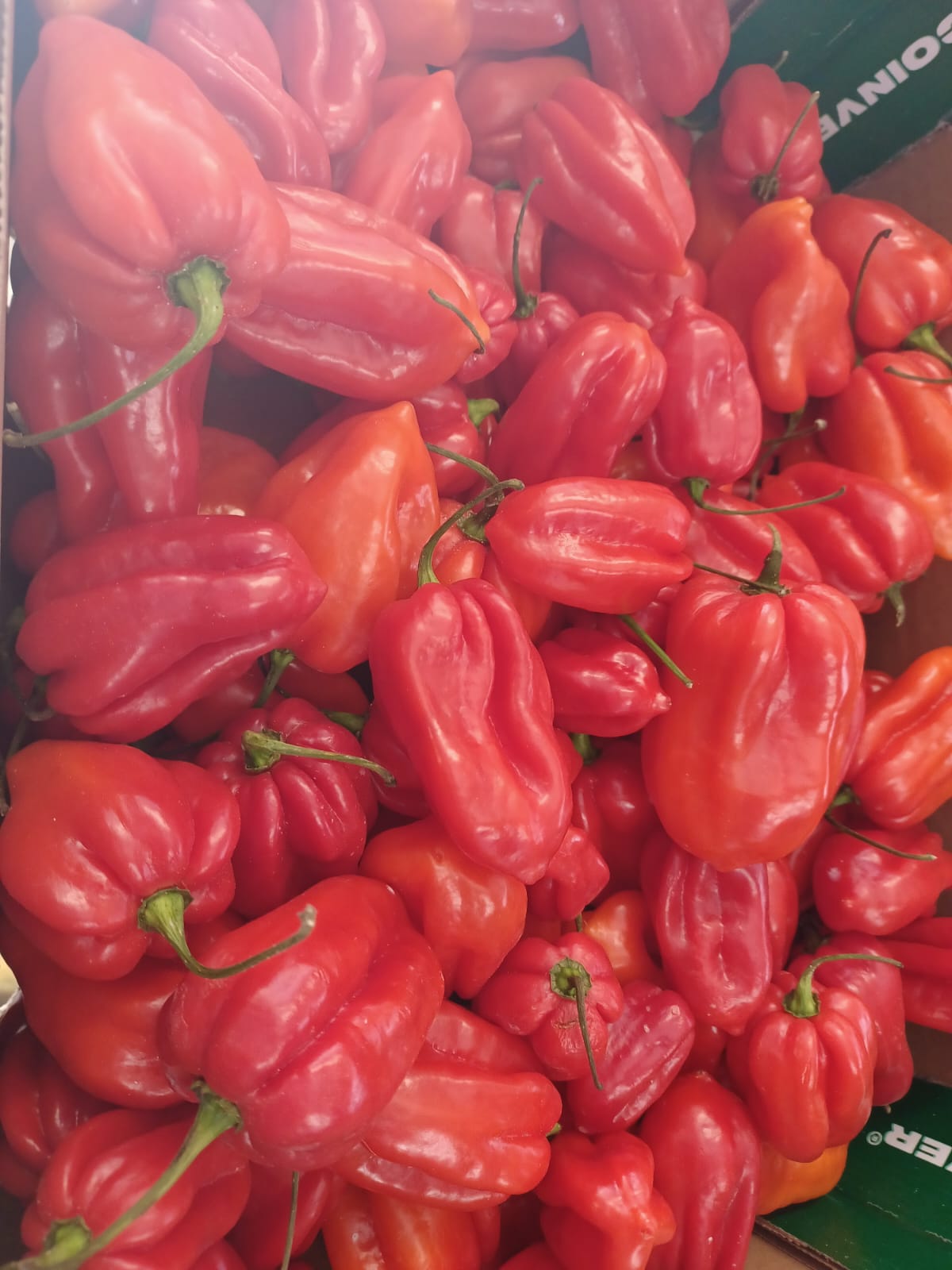 Red scotch bonnet pepper