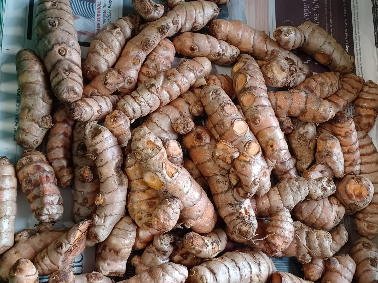 Fresh Turmeric